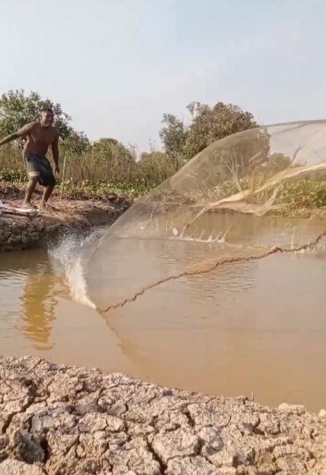 Casting a net into their fishpond to harvest fish. 