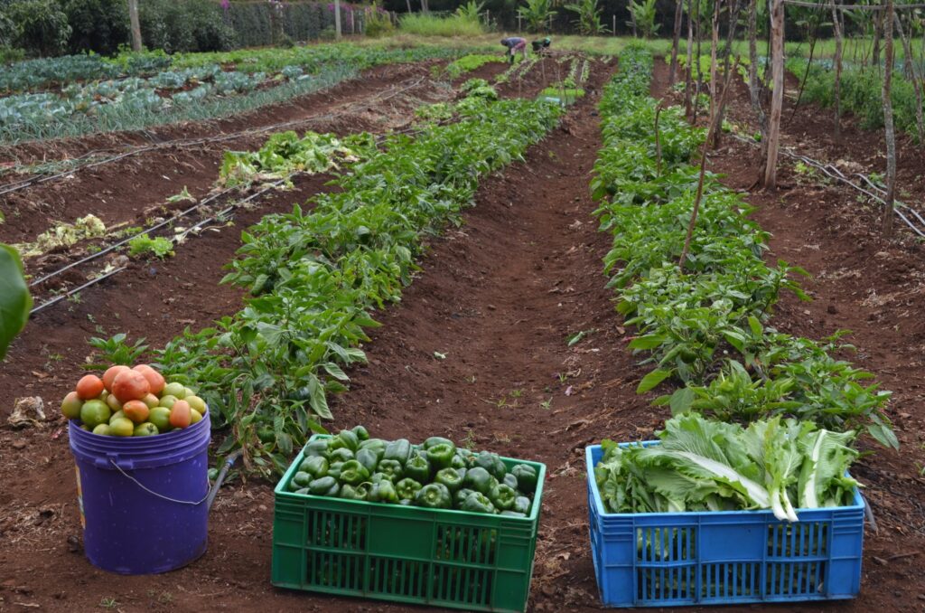 A picture of vegetables grown on MGRC's ecoFarm.