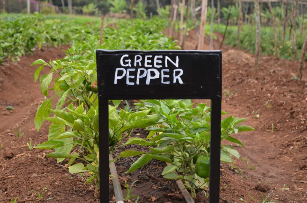 Vegetables grown on MGRC's ecoFarm