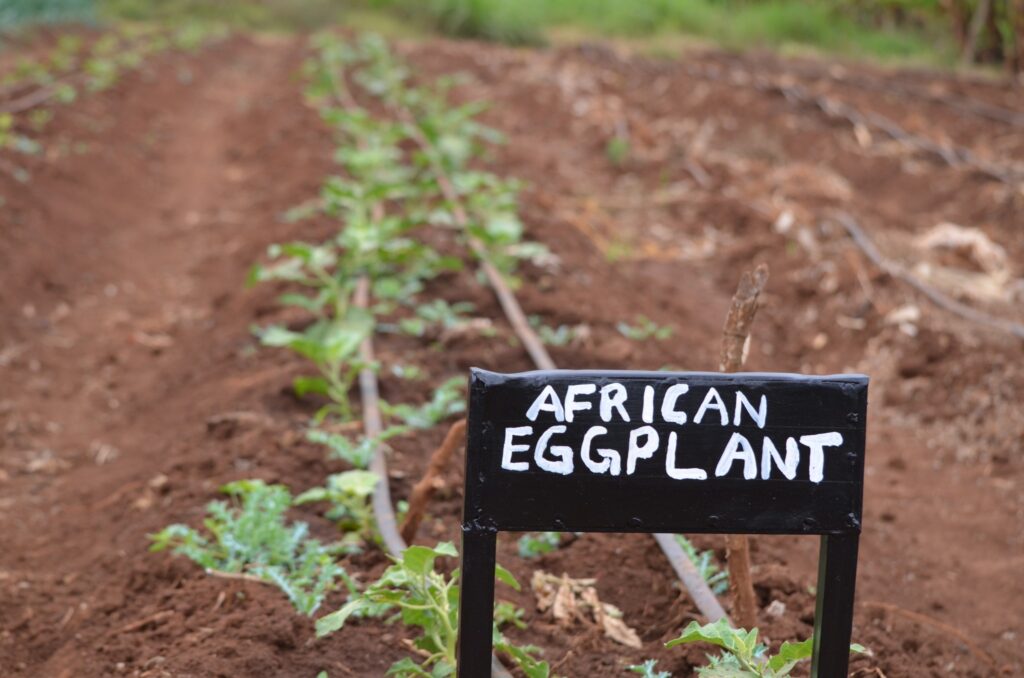 Vegetables grown on MGRC's ecoFarm